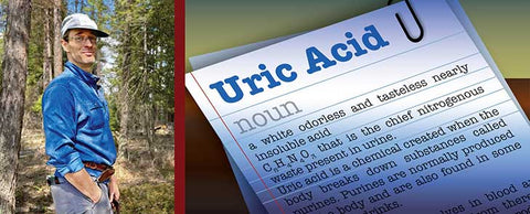 Uric Acid and Its Metabolic Effects, Part 1